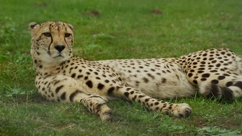 4K - Cheetah - medium shot lying on grass. Africa predator mammal safari Stock Footage 111330385