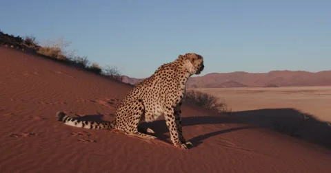 4K Cheetah sitting on the red sand dunes of the Namib desert Stock Footage 64694258
