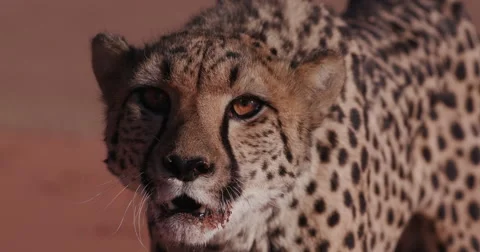 4K Cheetah snarling and looking towards camera Stock Footage 64693701