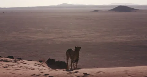 4K Cheetah walking on the red sand dunes of the Namib desert Video stock 64694085