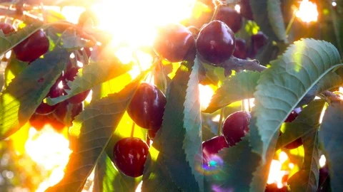 4K cherry and sun rays 库存影片 113392595