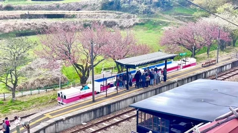 4K Cherry Blossom Train in Takachiho, Miyazaki Prefecture, Japan Stock Footage 310152053