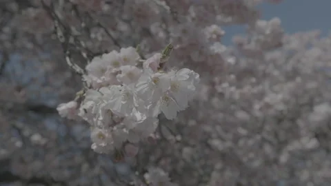 4K Cherry Blossom Tree Blowing in the Wind - (10 bit 4:2:2 SLog) 23.976fps Stock Footage 234346531