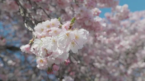 4K Cherry Blossom Tree Blowing in the Wind Color Grade  - (Prores 422) 23.976fps Stock Footage 234346674