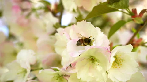 4K - Cherry blossoms and bees Stock Footage 195459908
