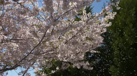4k Cherry Blossoms blowing in a breeze Stock Footage 48643639