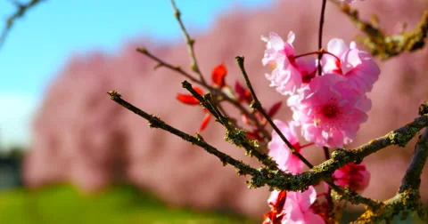 4K Cherry Blossoms Close Up, Macro Shot Stock Footage 48623555