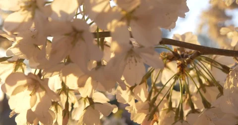 4K Cherry Blossoms Flowers at Sunset Washington DC Stock Footage 106208732