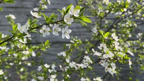 4k Cherry flowers in springtime. Slow motion. Closeup. Video stock 156298280