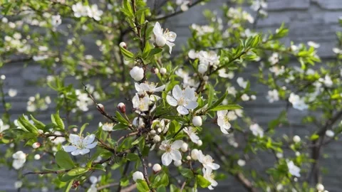 4k Cherry flowers in springtime. Slow motion. Closeup. Video stock 156762434