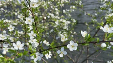 4k Cherry flowers waving from the light wind. Stock Footage 156510993