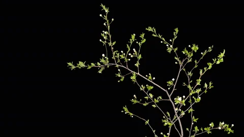 4K. Cherry plum flower buds ALPHA matte, Ultra HD. (Prunus cerasifera), timel Video stock 108400847