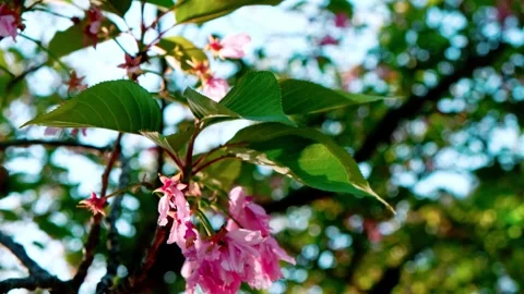 4K cherry (sakura) blossom under light breeze, north east Japan Stock Footage 265569090
