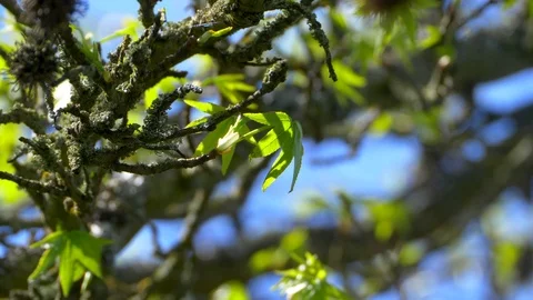 4K Cherry Tree Leaves, Spring Buds Tree Branch Close Up Stock Footage 83483442
