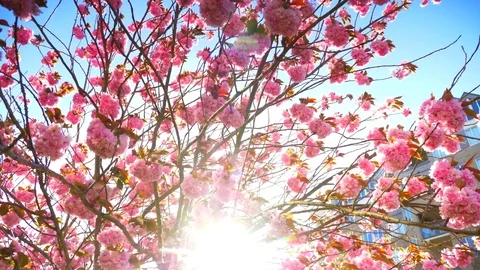 4K Cherry Tree Lens Flare, Bright Sunlight in Spring, Pink Blossoms Video stock 78648178