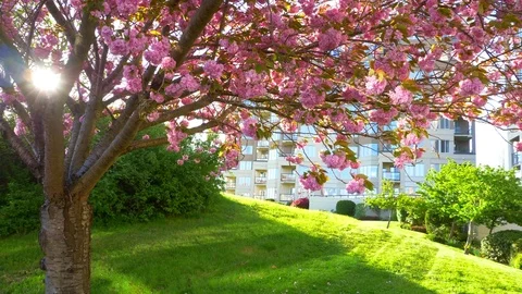 4K Cherry Tree Pink Blossoms, Sakura Tree Flower Season, Beautiful Nature Pink Stock Footage 77132756