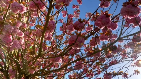 4K Cherry Tree Tilt Camera Shot, Blue Sky and Bright Lens Flare in Spring Season Stock Footage 78648891