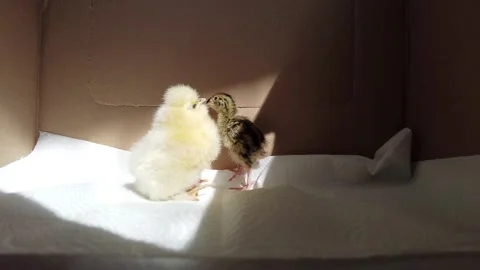 4k Chick and Quail 02 Stock Footage 275516906
