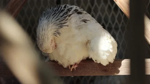 4k chicken wanting to rest in the daytime Stock Footage 140794426