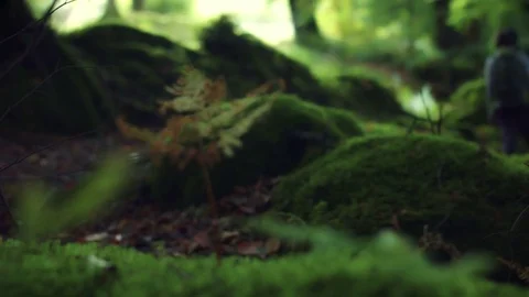 4k Child Walking with Dog in Wicklow Mountains, Ireland Video stock 80360867