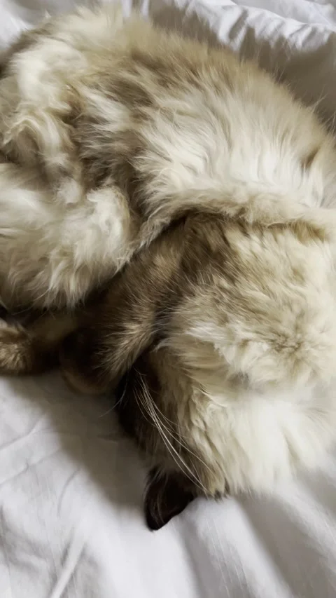 4K chilling and half sleeping ragdoll cat, reaching out whilst half asleep Stock Footage 223783593