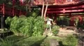 4k China garden Madeira panning architecture ambiente 4k or 4k+ Resolution