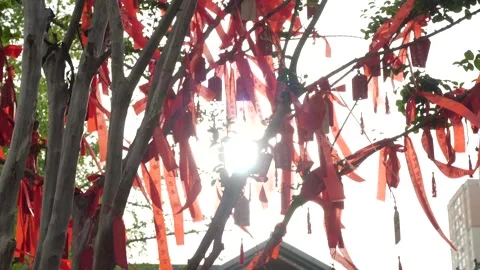 4K Chinese Ancient temple tree of wishing cards back light shot Stockbeeldmateriaal 279324323