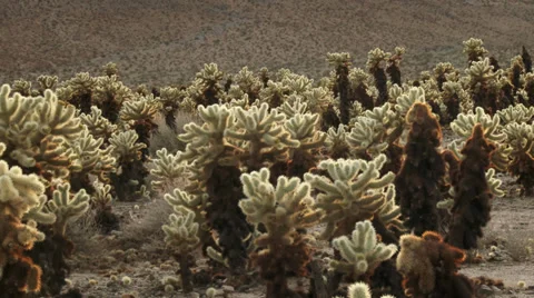 4K Cholla Cactus 스톡 동영상 33971133