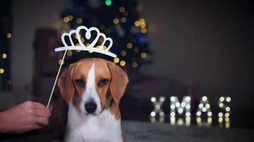 4k Christmas Dog Beagle with Tiara Prop Video stock 86127361