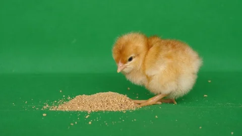 4K Chroma with a day old chick eating Stock Footage 98211323