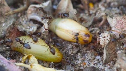 4k. Chrysalids of Plebejus argus surrounded by ants Stock Footage 76583954