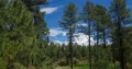 4K Cine pines and clouds time lapse 4k or 4k+ Resolution