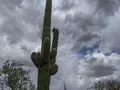 4K Cine Saguaro cactus with cloudy sky tilt pan traverse time lapse 4k or 4k+ Resolution