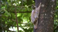 4K Cinemagraph - Motion Background - Colugo Flying Lemur Langkawi, Malaysia Stock Footage