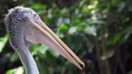 4K Cinemagraph - Pelican Beak Gular Fluttering - Wildlife Nature Stock Footage