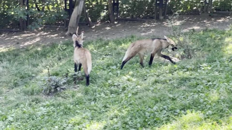 4K cinematic 4K B-roll footage of maned wolf Vidéo 203893177
