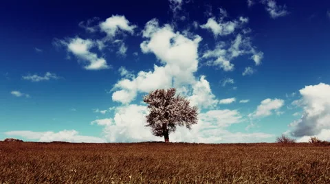 4K cinematic abstract landscape tree on meadow sky and clouds timelapse Stock Footage 49299436
