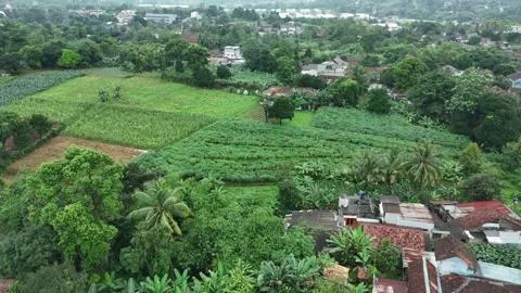 4K Cinematic Aerial Forward Flight Over Green Tea Plantations and Moody Mountain Stock Footage 328223089