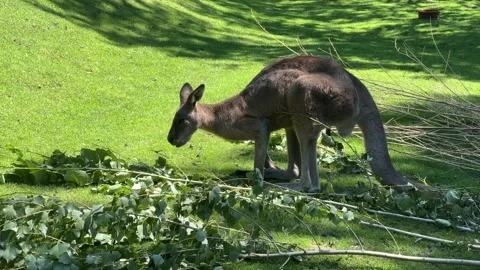 4K cinematic B-roll footage of kangaroo eating branch Stockbeeldmateriaal 203894726