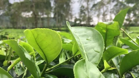 4K Cinematic Close-Up: Selective Focus on Fresh Green Tea Leaves in Plantation Stock Footage 337878638