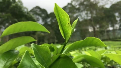 4K Cinematic Close-Up: Selective Focus on Fresh Green Tea Leaves in Plantation Stock Footage 337879013