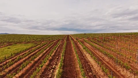 4K Cinematic Drone Flight Over Hárslevelű Vineyard in Hungary at Sunset Stock Footage 335387801