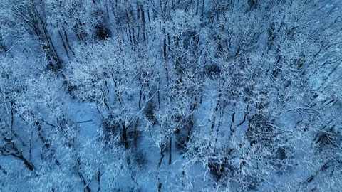 4K Cinematic Drone Flyover Above Frozen Forest Vidéo 334840284