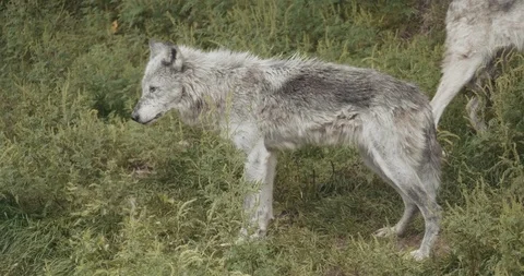 4K Cinematic Pack of Wolves. Stock Footage 94134763