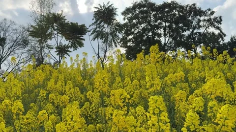 4K Cinematic Pan Across Spring Rapeseed Flower Field in China Vídeos de archivo 331180362