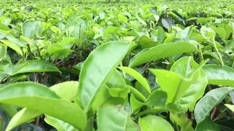4K Cinematic Pan Right Shot: Lush Green Tea Plantation in Beautiful Morning Ligh Видео 337877798
