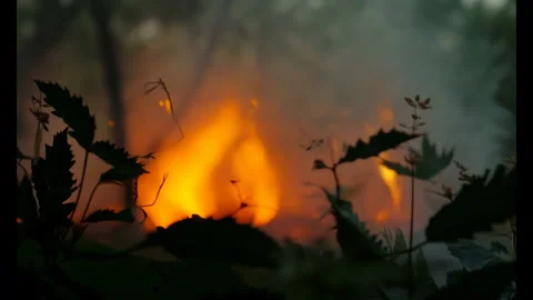 4K Cinematic Shot of Big Fire in Forest, Flame In Woods At Night Video stock 278622157