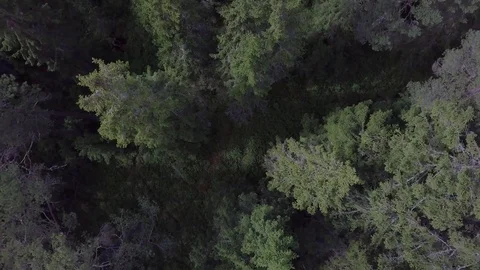 4k Cinematic Spinning Aerial Drone Shot of Swedish Forest Stock Footage 77240053