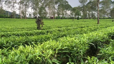 4K Cinematic Static Shot: Beautiful Lush Green Tea Plantation Landscape Stock Footage 337875011