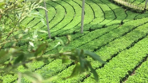 4K Cinematic Static Shot: Beautiful Lush Green Tea Plantation Landscape Stock Footage 337878110